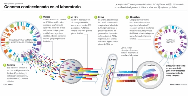 Haemophilus influenzae y Mycoplasma Genitalium