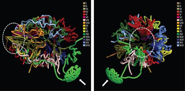 Saccharomyces Cervisiae