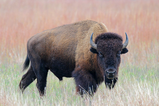 Destruction of Bison