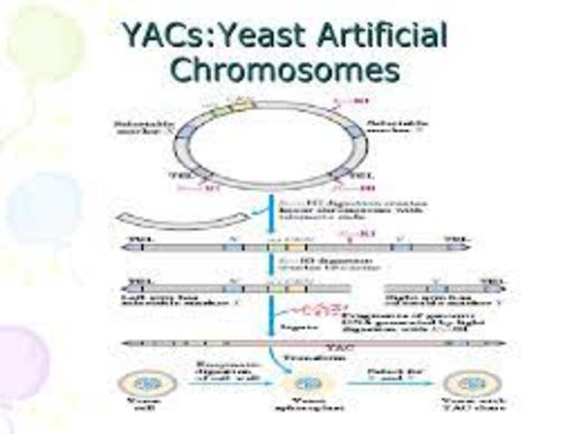 se crean los YACs (vectores de clonación) para insertar fragmentos de ADN de gran tamaño.