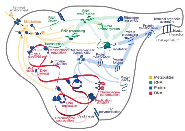 Modelo computacional de una célula.