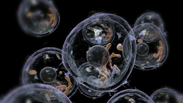 Primer modelo computacional de una célula