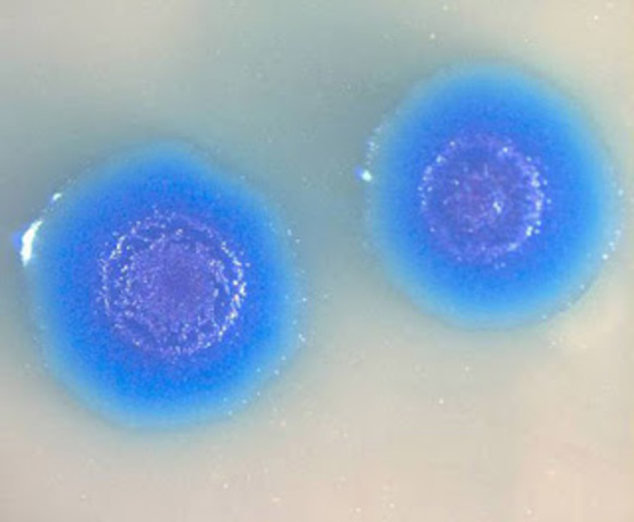 Construcción de la primera célula artificial