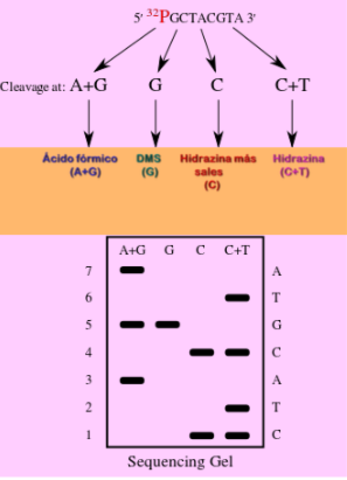 Allan Maxam y Walter Gilbert