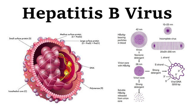 Hepatitis B