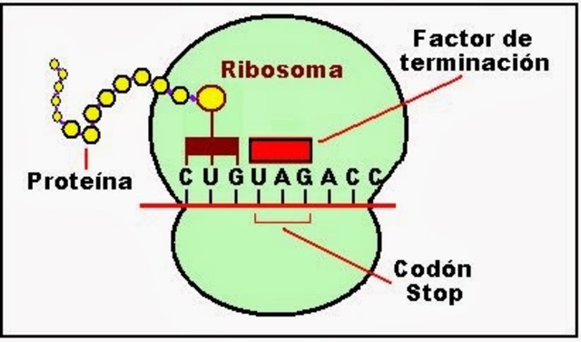 hermann emil fischer
