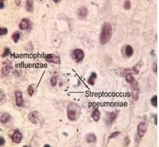 Secuencia Primer Organismo