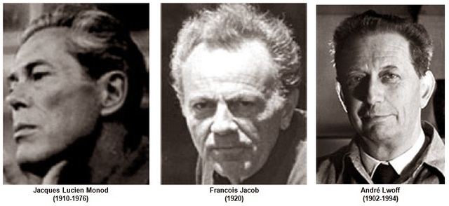 François Jacob, Jacques Monod y Andrei Lwoff