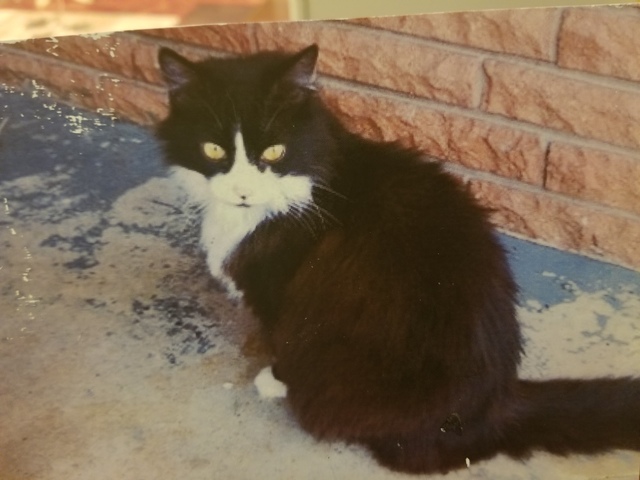 My First Pet passed away