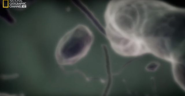 Las primeras formas de vida (009).