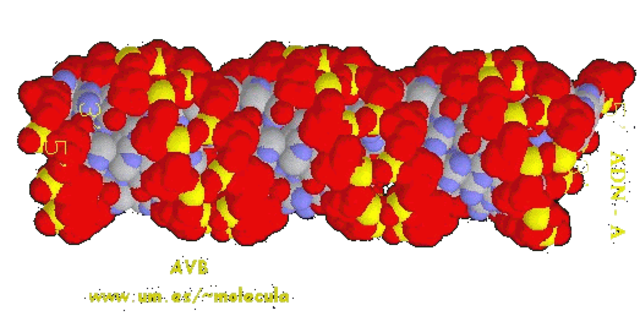 •Severo Ochoa y Marianne  •Grunberg-Manago