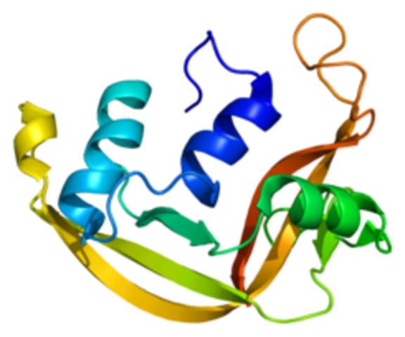 Robert B. Merrifield