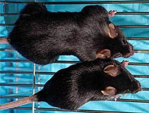 se crea el llamado “superratón” insertando el gen de la hormona del crecimiento de una rata en los óvulos fecundados de una hembra de ratón.