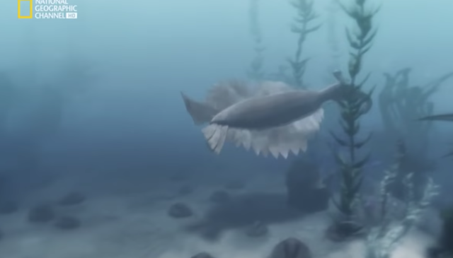 "Animales marinos" (013).