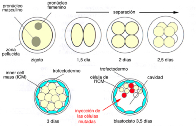 Paul Berg y Herbert Boyer
