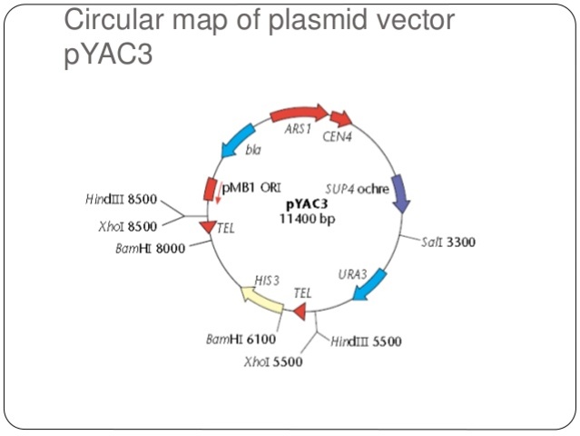 se crean los YACs (vectores de clonación)  para insertar fragmentos de ADN de gran tamaño.