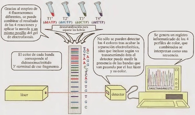 Allan Maxam y Walter Gilbert