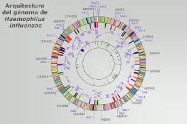 Se publica la secuencia del primer organismo:  Haemophilus influenzae.