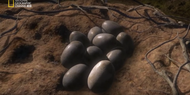 Huevos en la tierra firme (016)