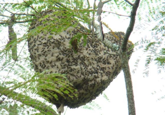 La 'Polybia paulista' genera una toxina que ataca solo las membranas celulares tumorales