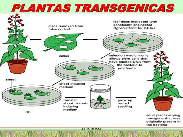 se crean las primeras plantas transgénicas.