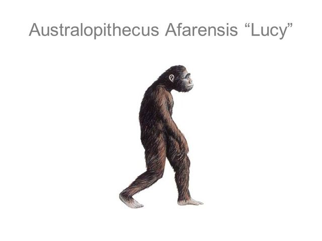australopithecus (2,5 millones de años)
