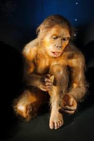 Homo Habilis (2,5 millones de años)