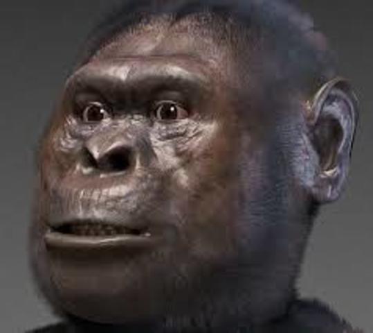 australophitecus afarensis