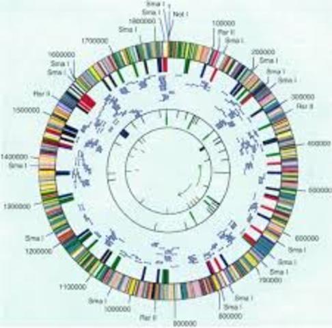 Secuenciación de dos genomas bacterianos.