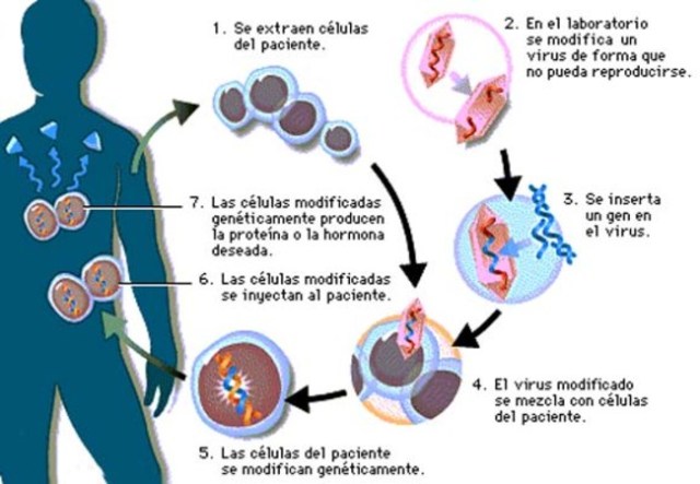 terapia génica humana