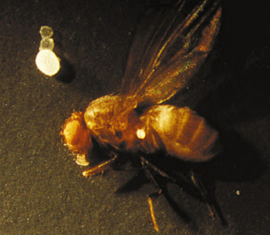 La bacteria más grande