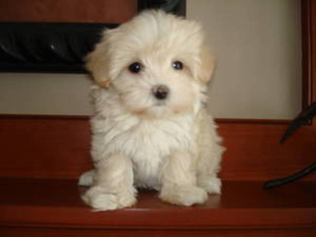 When I got my second dog