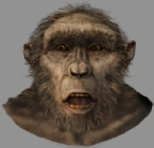 7 millones de años AC: Sahenlanthropus Tchadensis