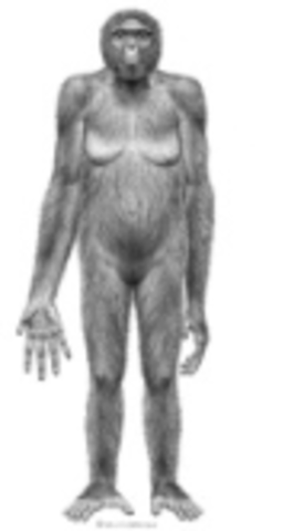 4.4 a 4.2 Millones de años AC: Ardipithecus Ramidus