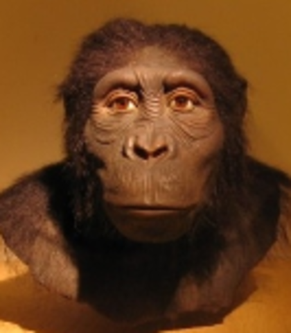 4.2 a 3.9 Millones de años AC: Australopithecus anamensis