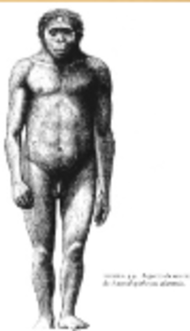 3.9 a 3 Millones de años AC: Australopithecus afarensis