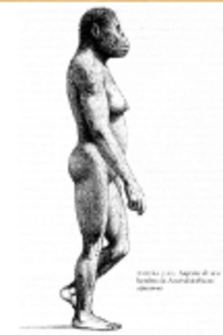 2 a 3 Millones de años AC: Australopithecus africanus