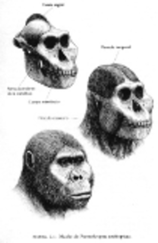 2.7 a 1.9 Millones de años AC: Paranthropus arthiopicus