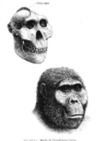 2 Millones de años AC: Paranthropus boisei