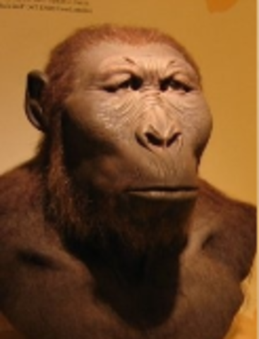 2 a 1.2 Millones de años AC: Paranthropus robustus