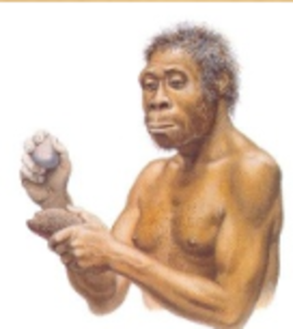 1.8 a 1.5 Millones de años AC: Homo ergaster