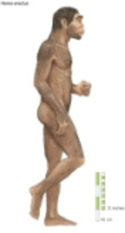 1.2 Millones de años a 50,000 años AC: Homo erectus