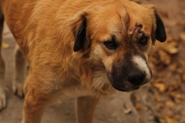 Perruna solitariedad