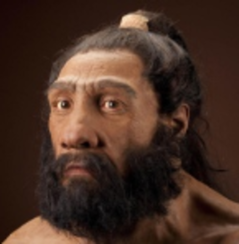 230,000 - 29,000 años AC: Homo neanderthalensis