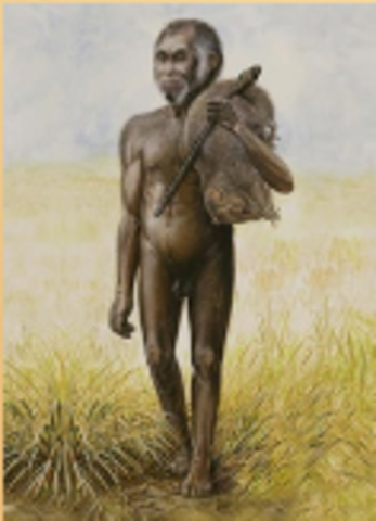 38,000 a 13,000 años AC: Homo floresiensis