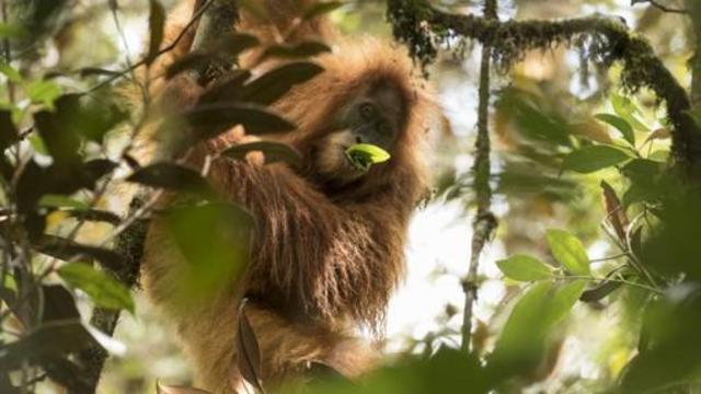 Una nueva especie de orangután