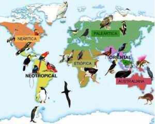 ALfred Russel wallace