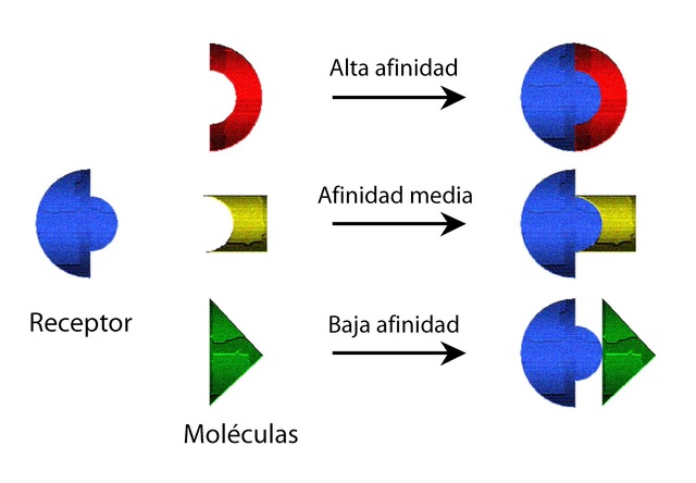 Afinidad Química