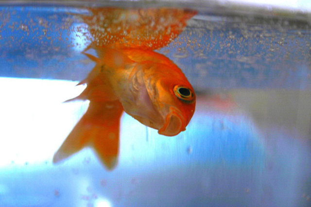 Killed my first goldfish