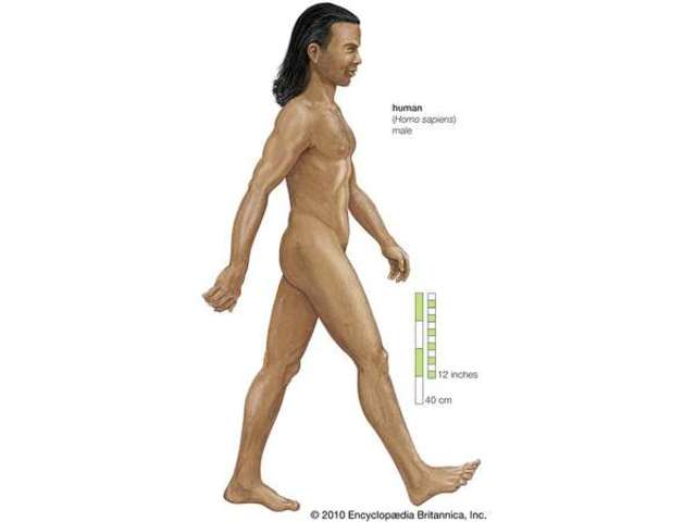 Homo Sapiens Sapiens